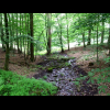 Ein kleiner Zufluss zur Nieme im Wald