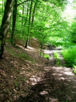 Hier wandern sie nun links auf dem Pfad paralell zum Wirtschaftsweg.