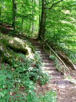 Und gleich wieder die Treppe hoch in den Wald.