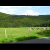 Weide im Niemetal
