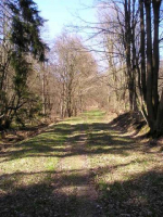 Der von Laub und Gras bedeckte Weg fuehrt nun in den Wald.