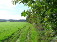 Wandern entlang der Baumreihe mit vielen Obstbaeumen.