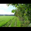 Wandern entlang der Baumreihe mit vielen Obstbaeumen